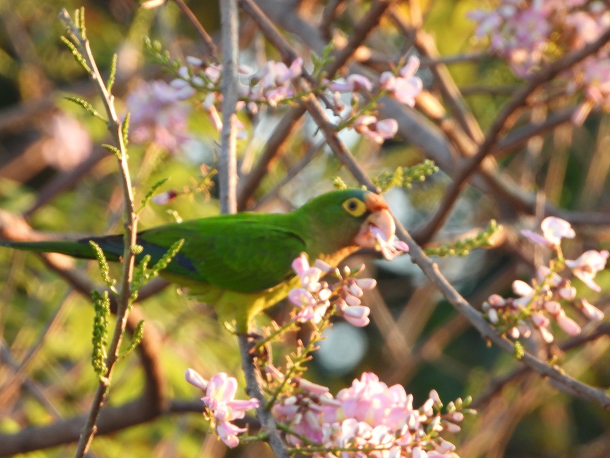 Orange-fronted Parakeet - Angel Castillo Birdwatching Guide