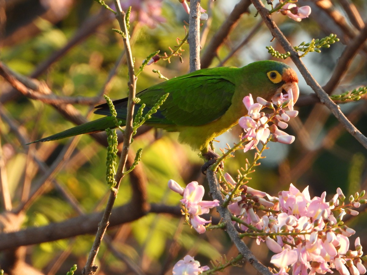 Orange-fronted Parakeet - ML537523891