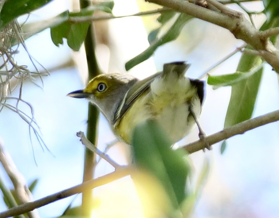 White-eyed Vireo - ML537524361