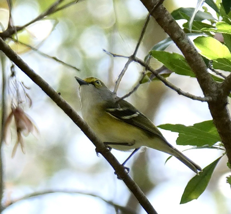 White-eyed Vireo - ML537524371