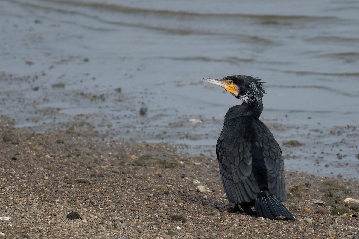 Great Cormorant - ML537524521