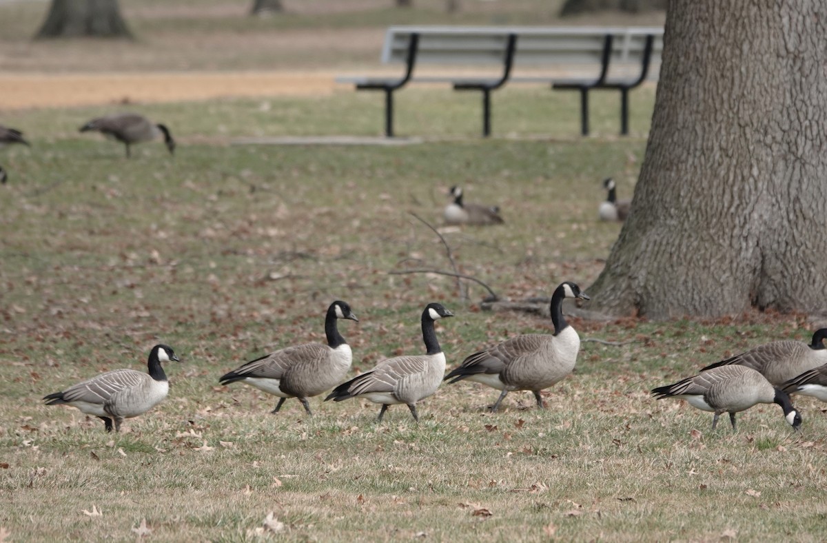 Cackling Goose - ML537524681