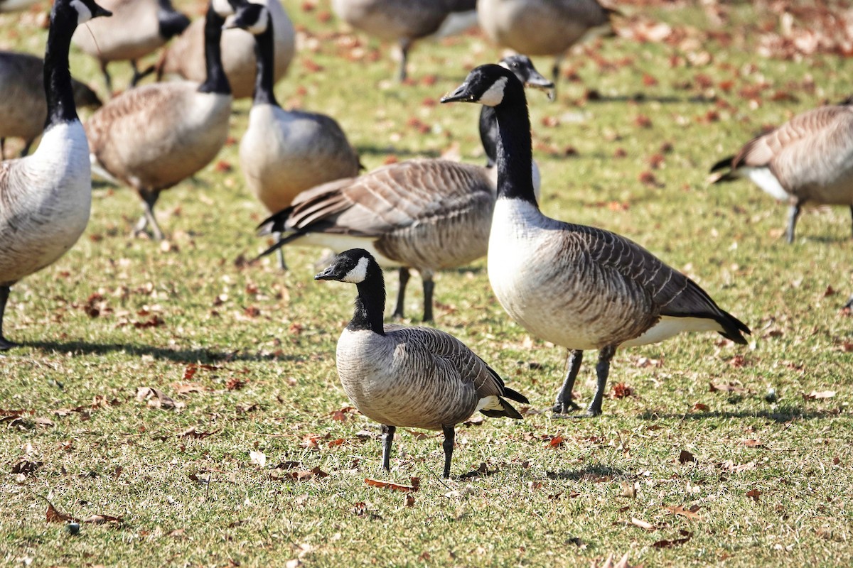 Cackling Goose - ML537524701