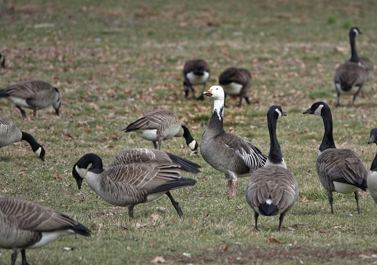 Snow Goose - ML537524801