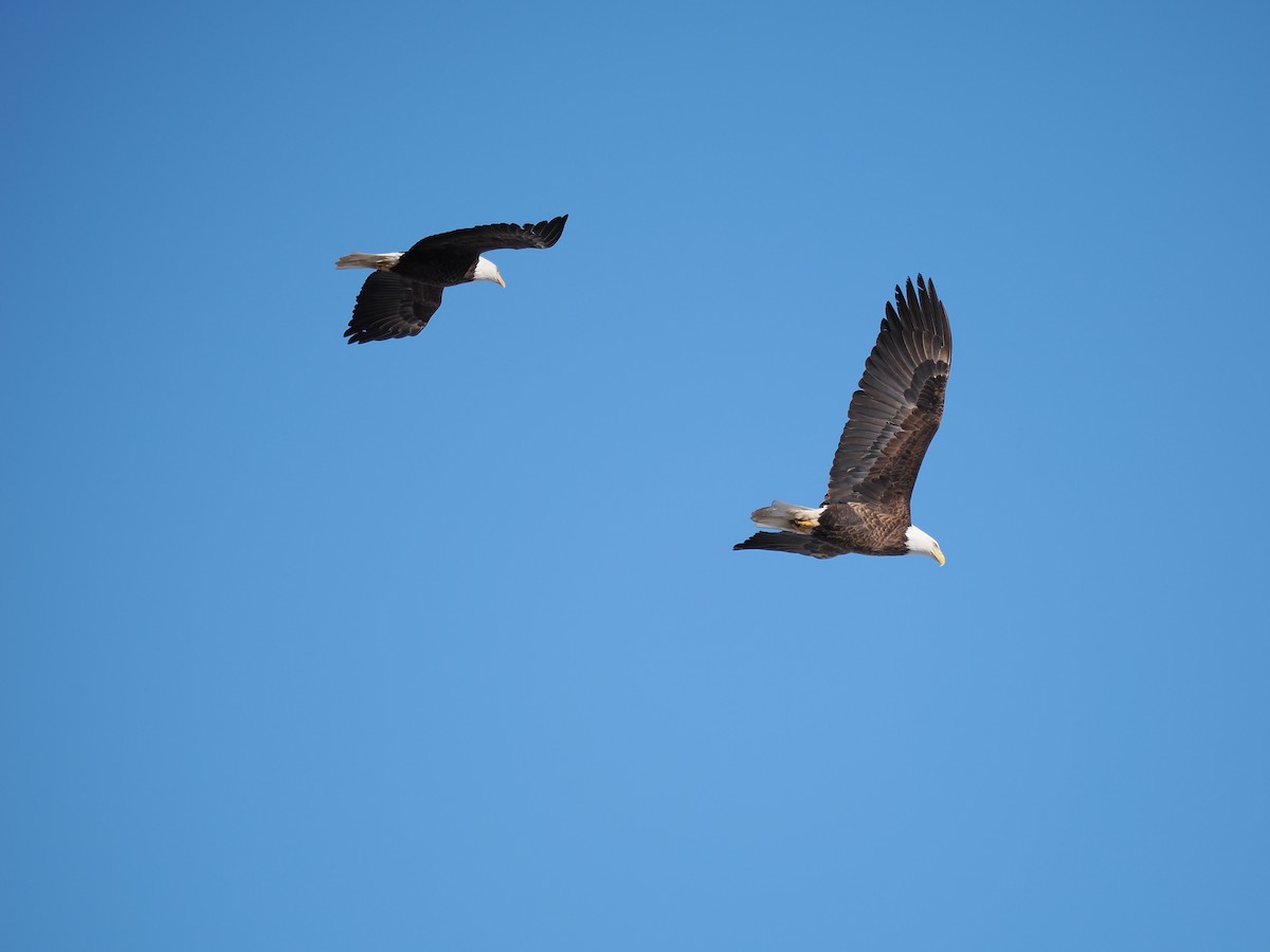 Bald Eagle - ML537527181