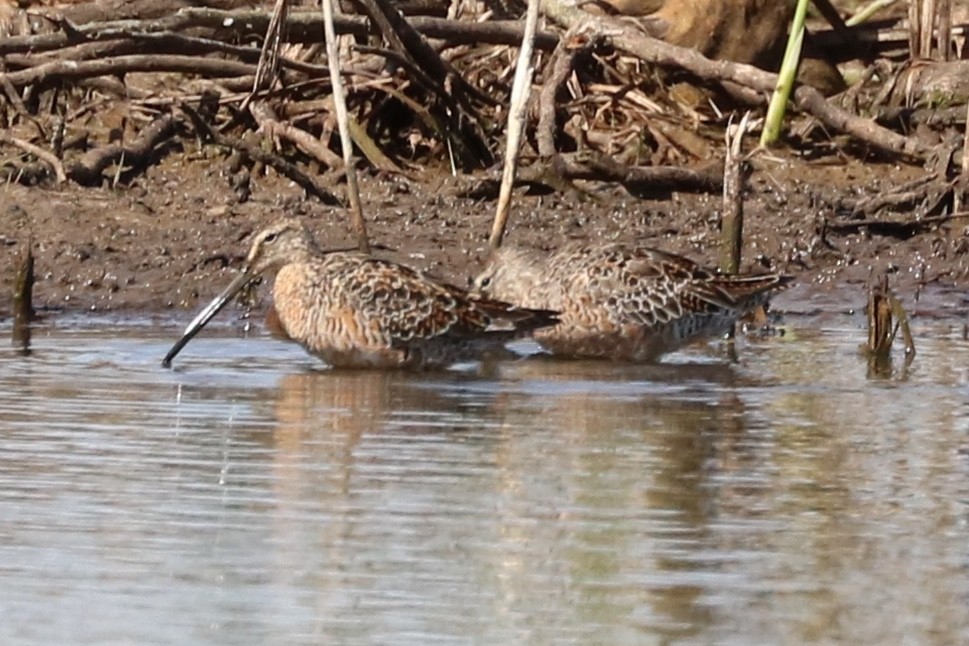 Long-billed Dowitcher - ML53752771