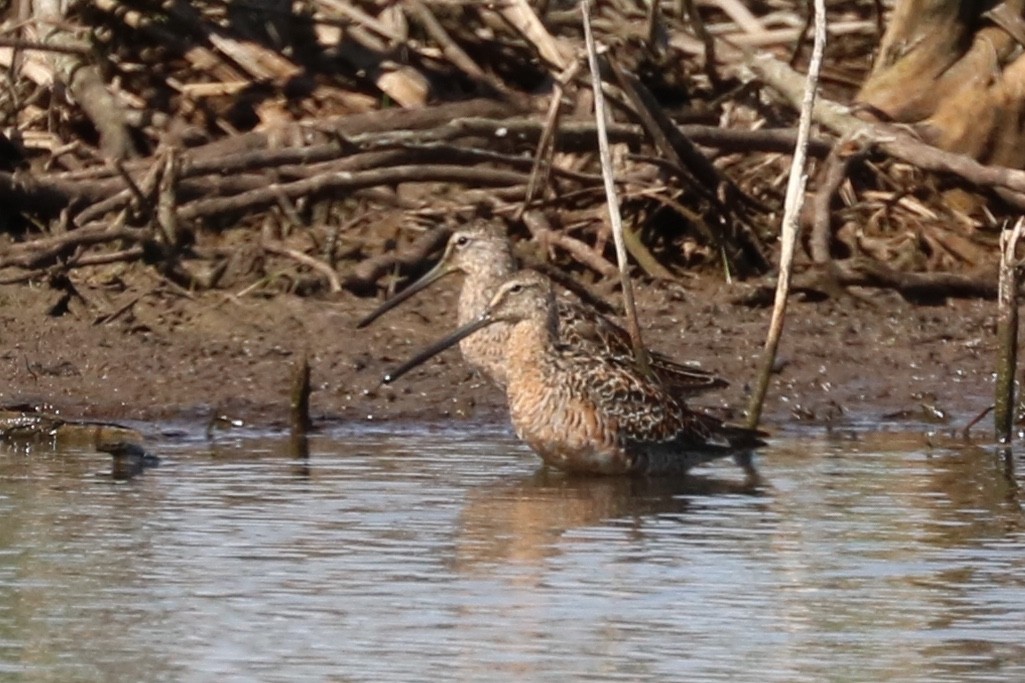 Long-billed Dowitcher - ML53752781