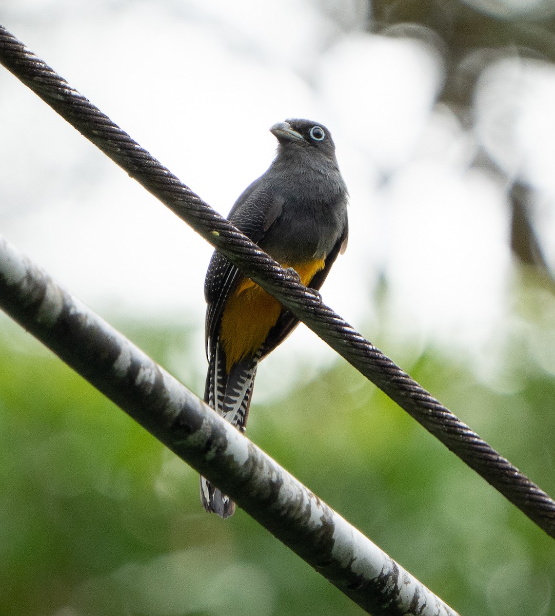 White-tailed Trogon - ML537528171