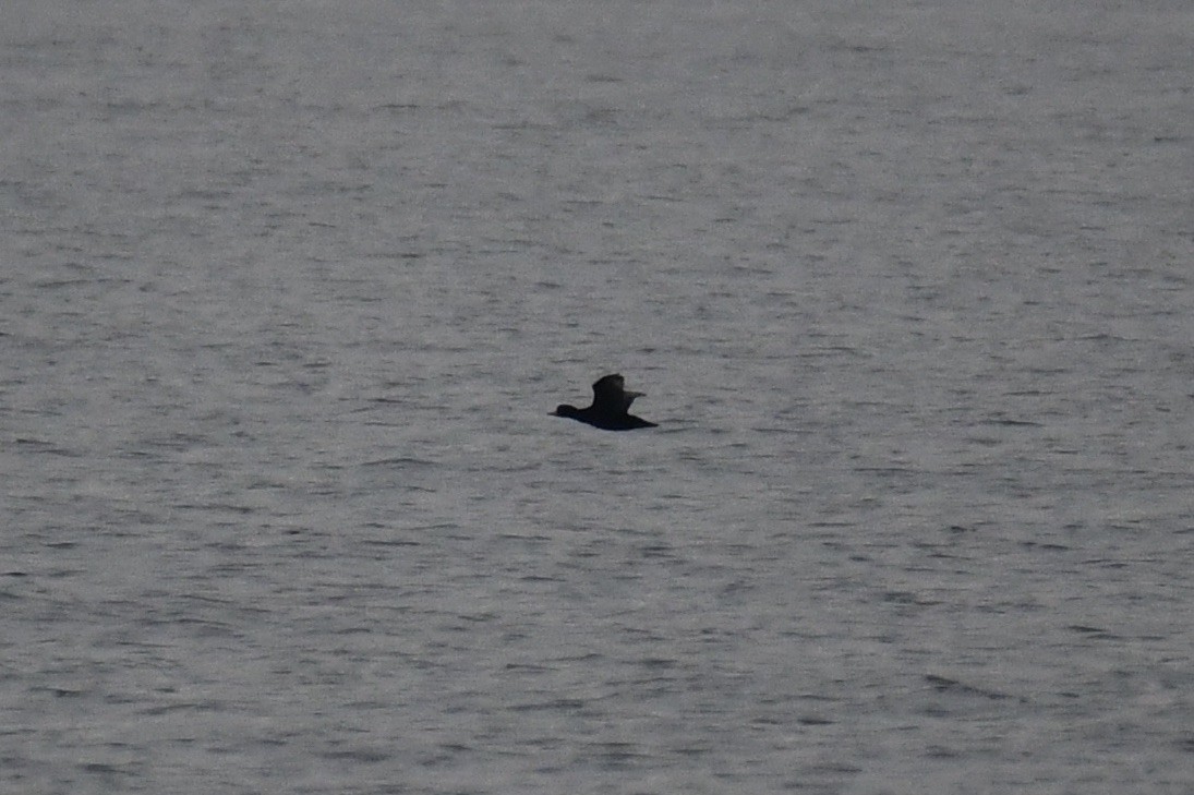 Black Scoter - ML537528511