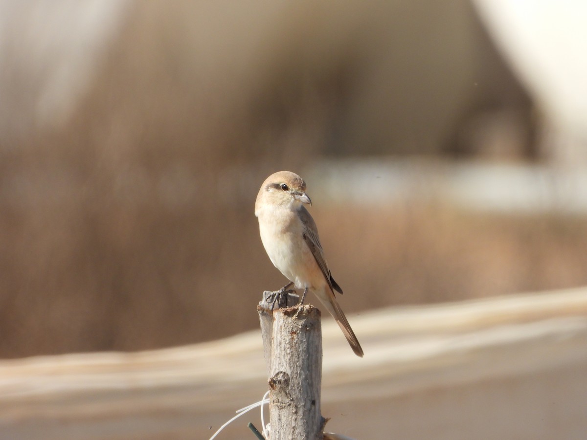 荒漠伯勞(isabellinus) - ML537530541