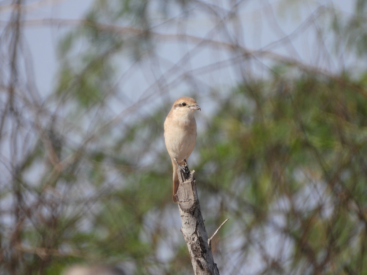 荒漠伯勞(isabellinus) - ML537530551