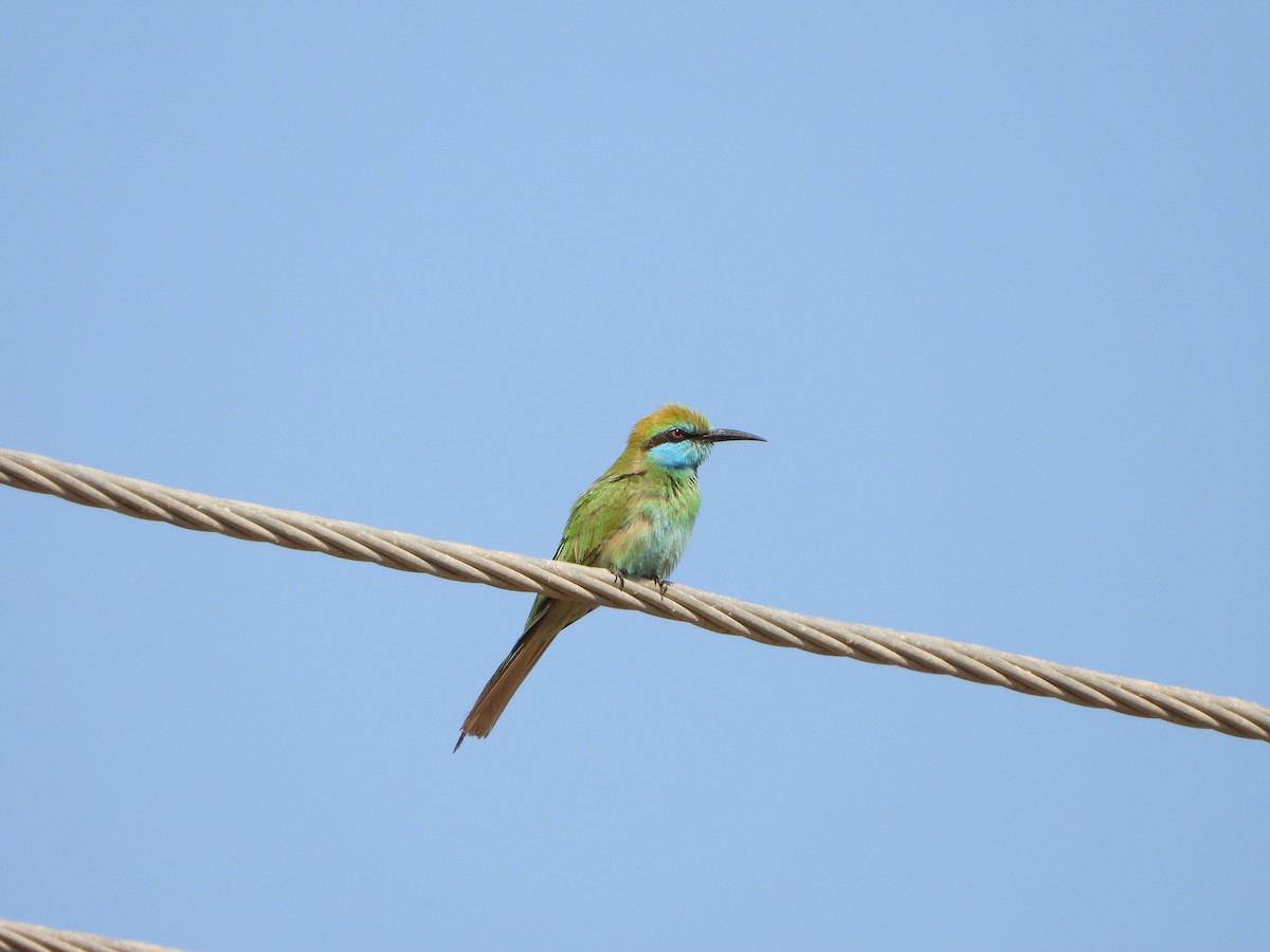 Arabian Green Bee-eater - ML537530801