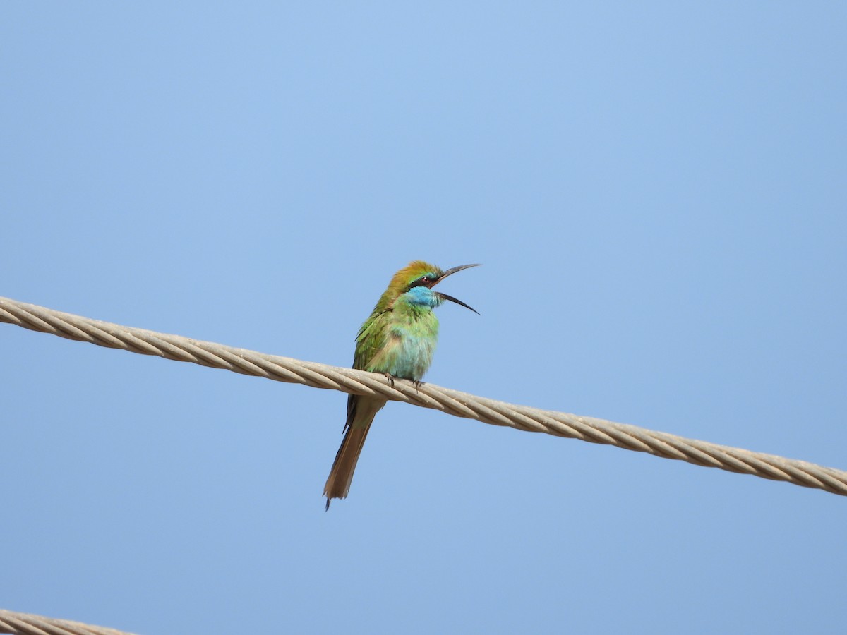 Arabian Green Bee-eater - ML537530811