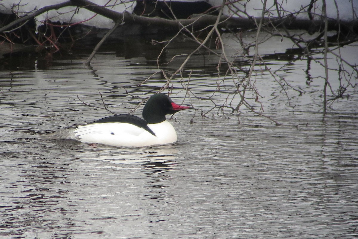 Common Merganser - Yves Darveau