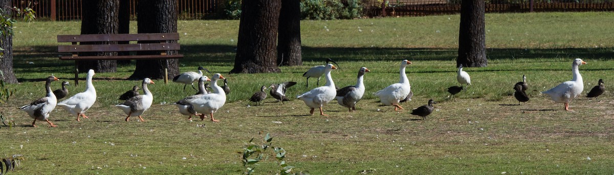 tamgås (domestisert Anser sp.) - ML53753121