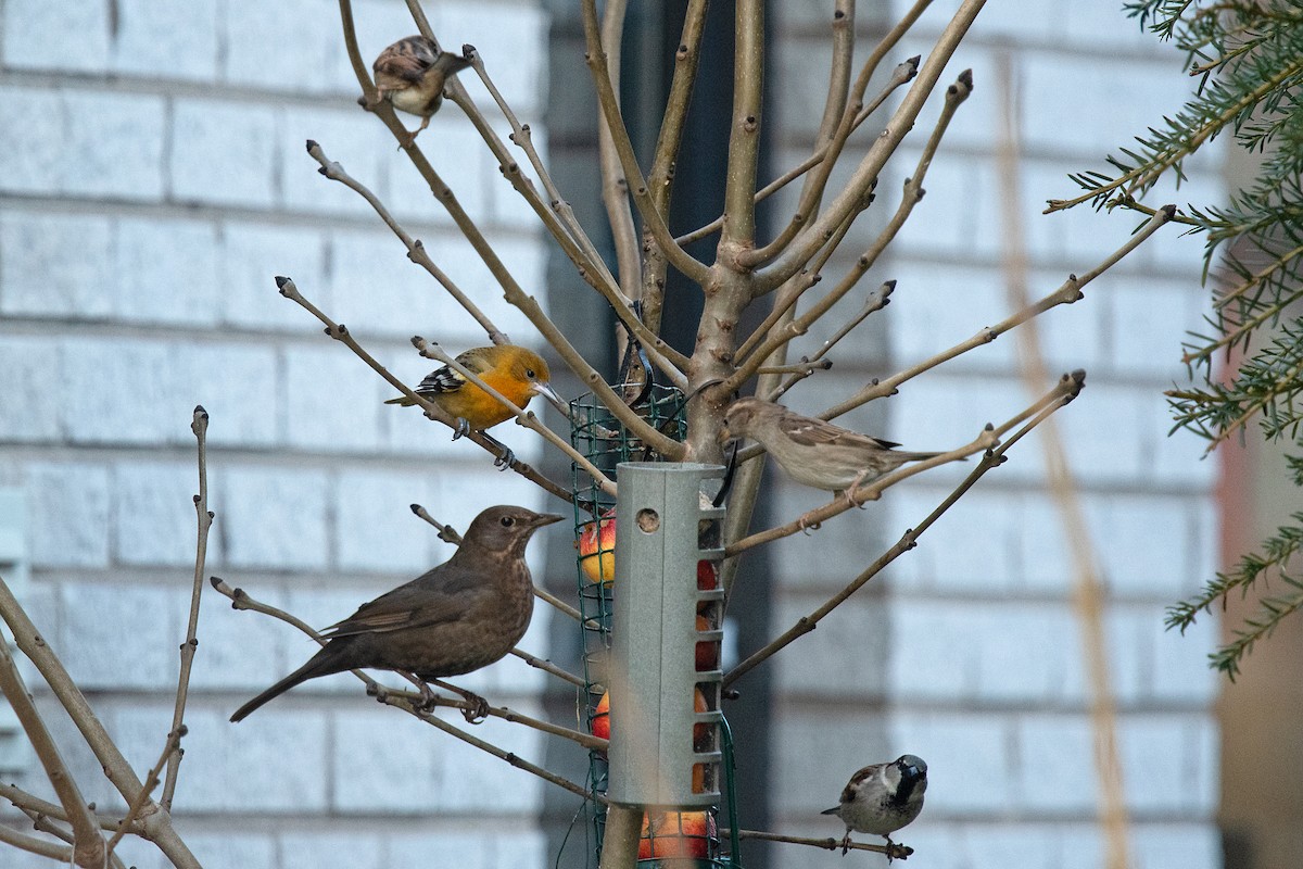 Baltimore Oriole - ML537532111