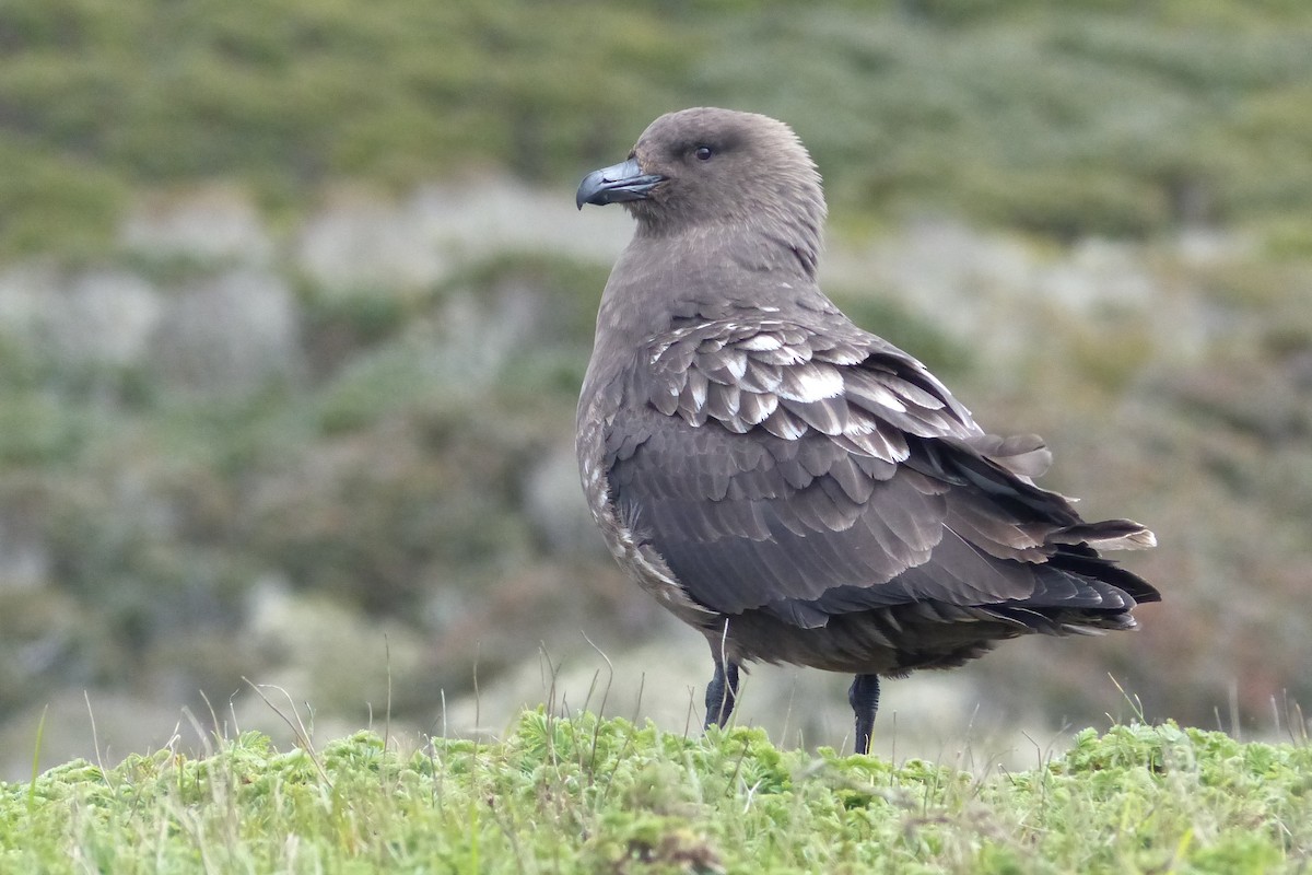 Brown Skua - ML537532141