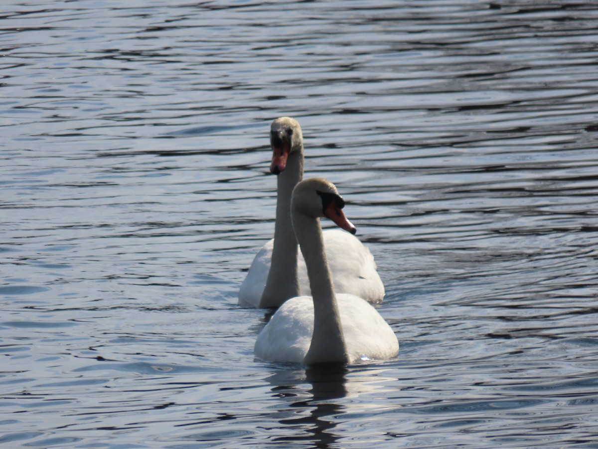 Mute Swan - ML537534021