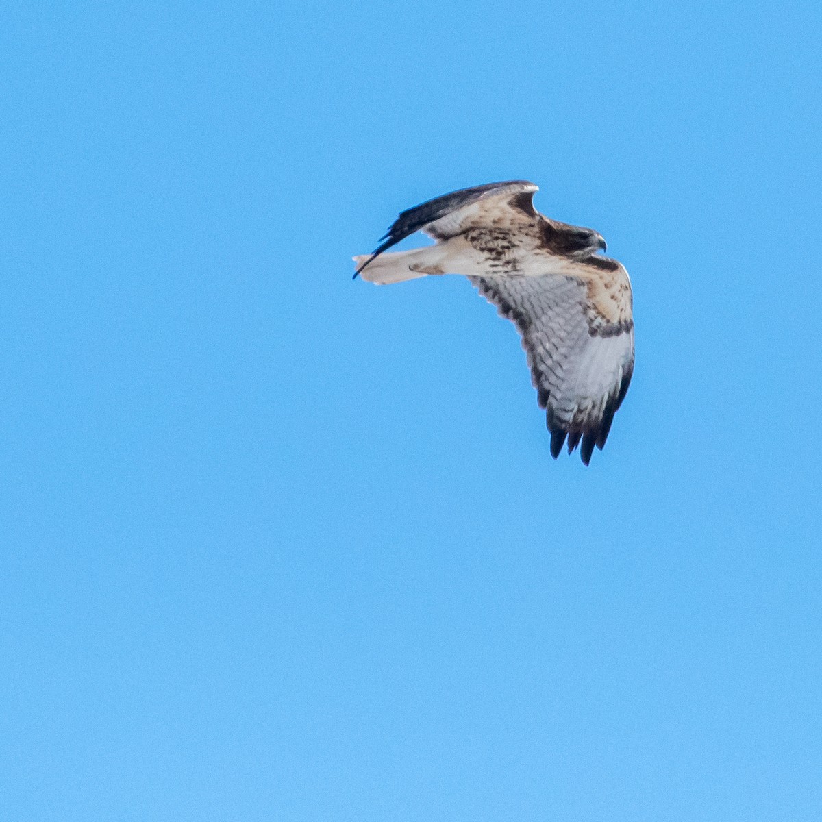 Red-tailed Hawk - ML537534131