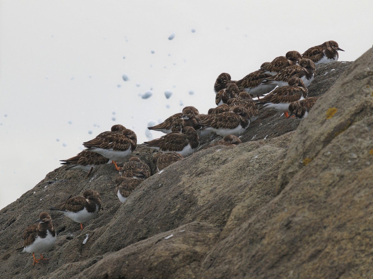 Ruddy Turnstone - ML537534181