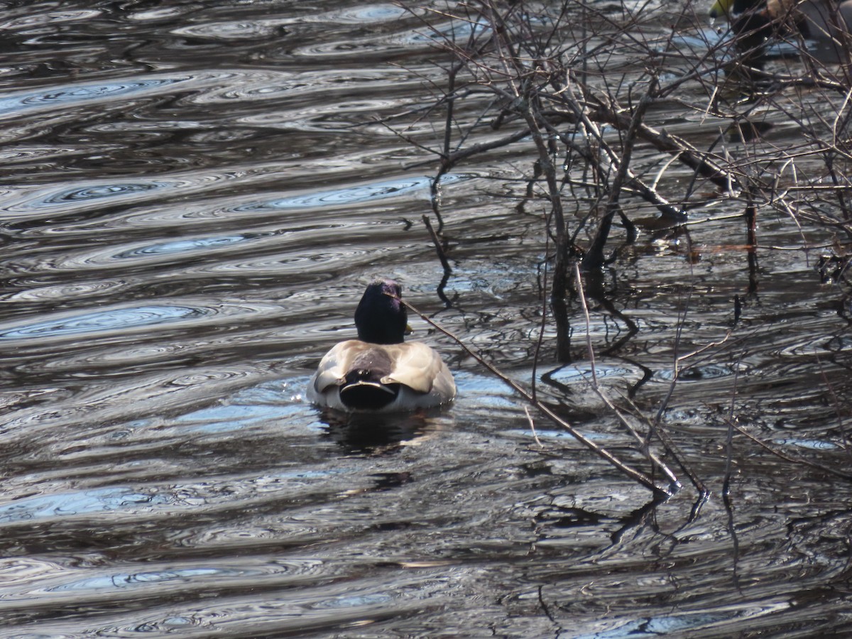 Canard colvert - ML537534261