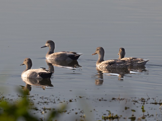 Gadwall - ML537534551