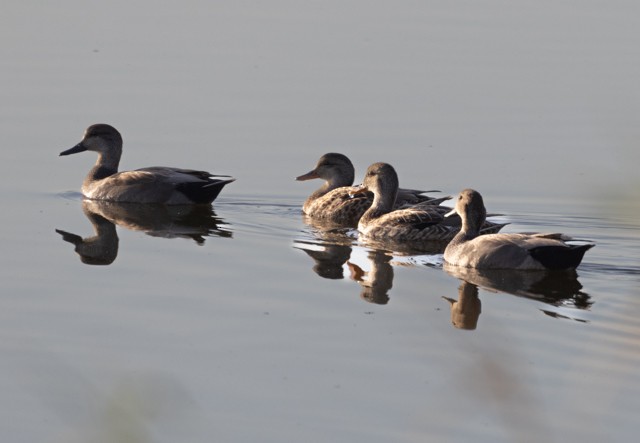 Gadwall - ML537534581