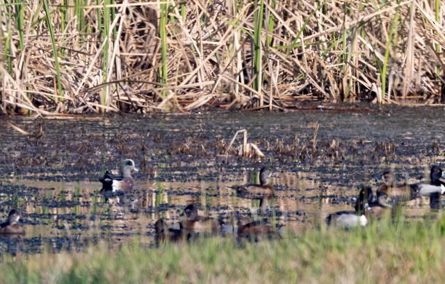 American Wigeon - ML537534851