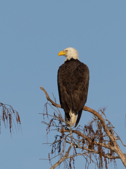 Weißkopf-Seeadler - ML537535311