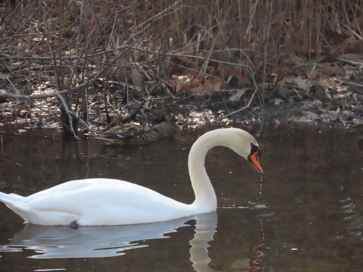 Cygne tuberculé - ML537535691