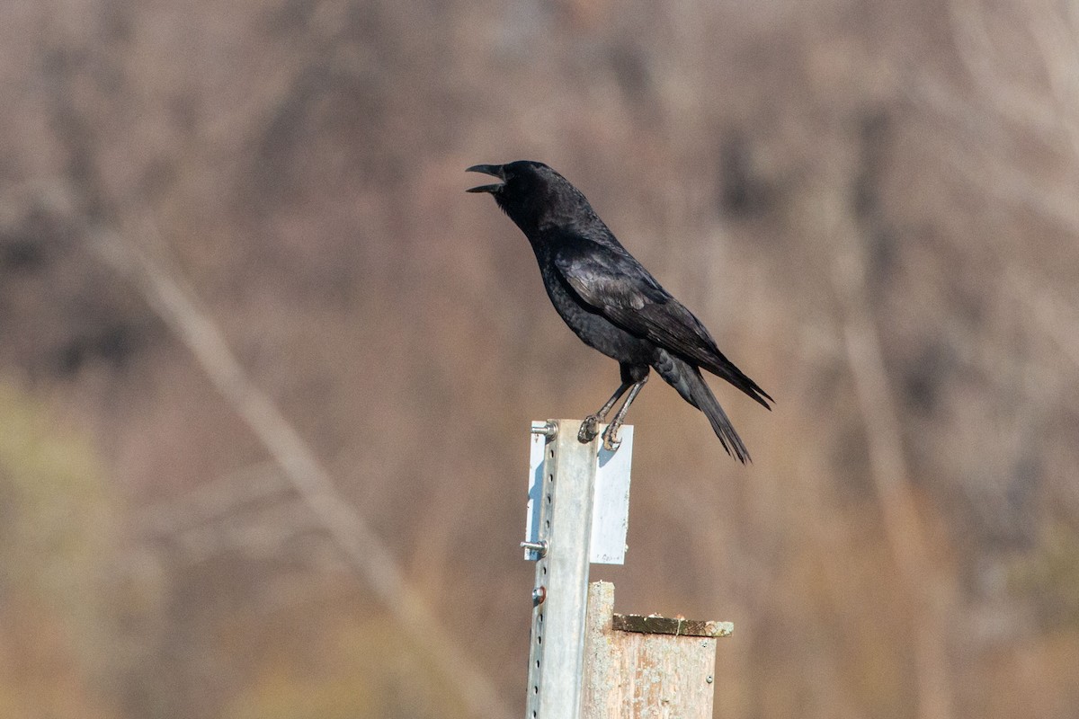 American Crow - ML537536531