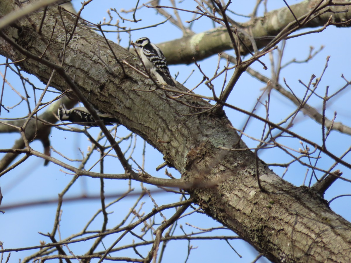 Hairy Woodpecker - ML537537121