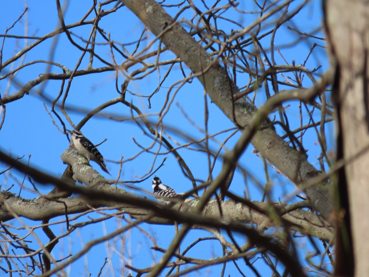 Hairy Woodpecker - ML537537641