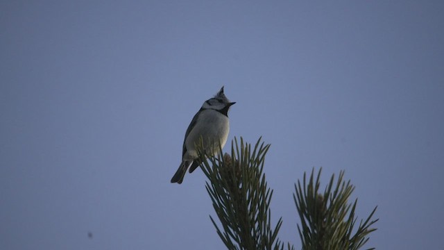 Mésange huppée - ML537540671