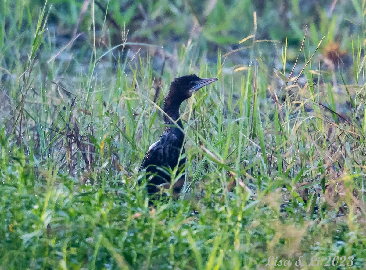 Little Cormorant - ML537541371