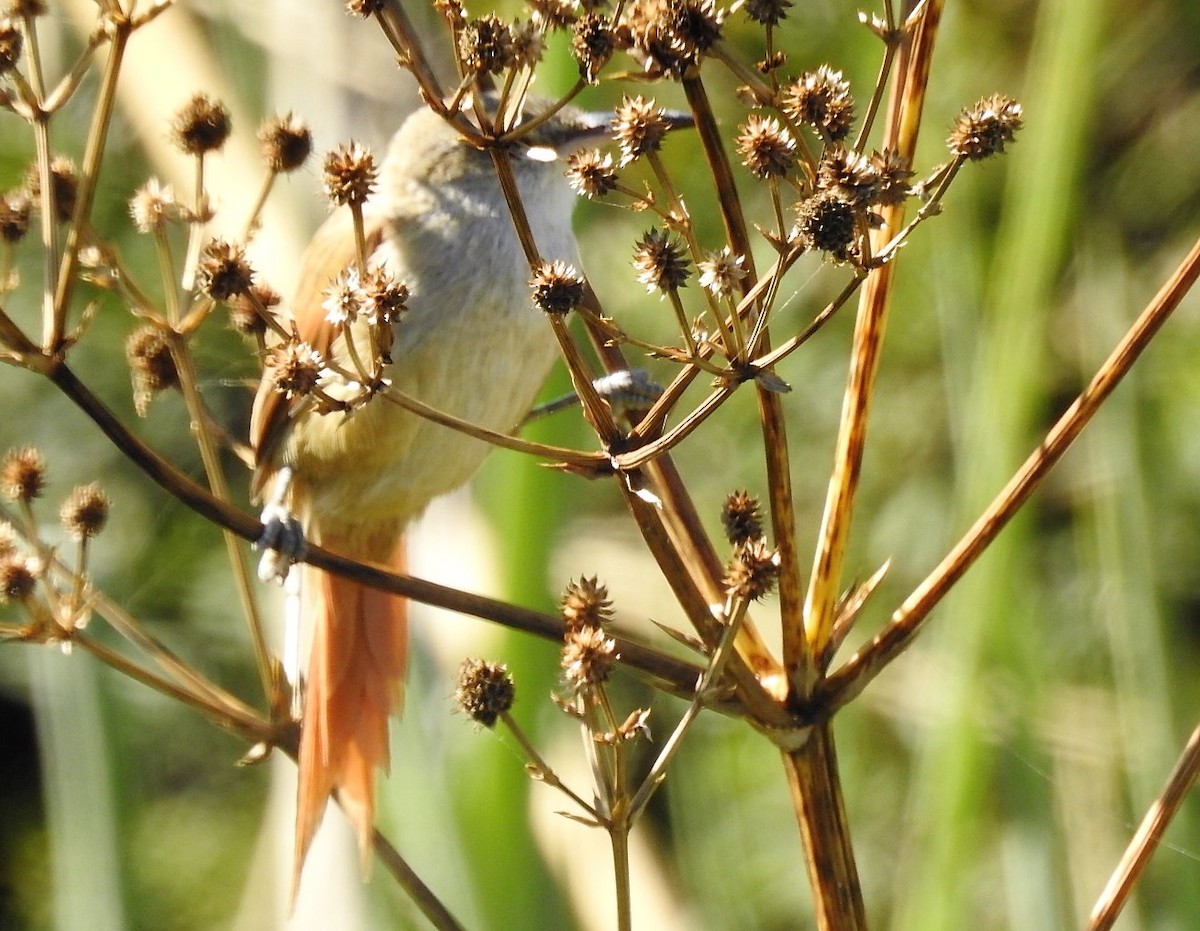 Straight-billed Reedhaunter - ML537541761