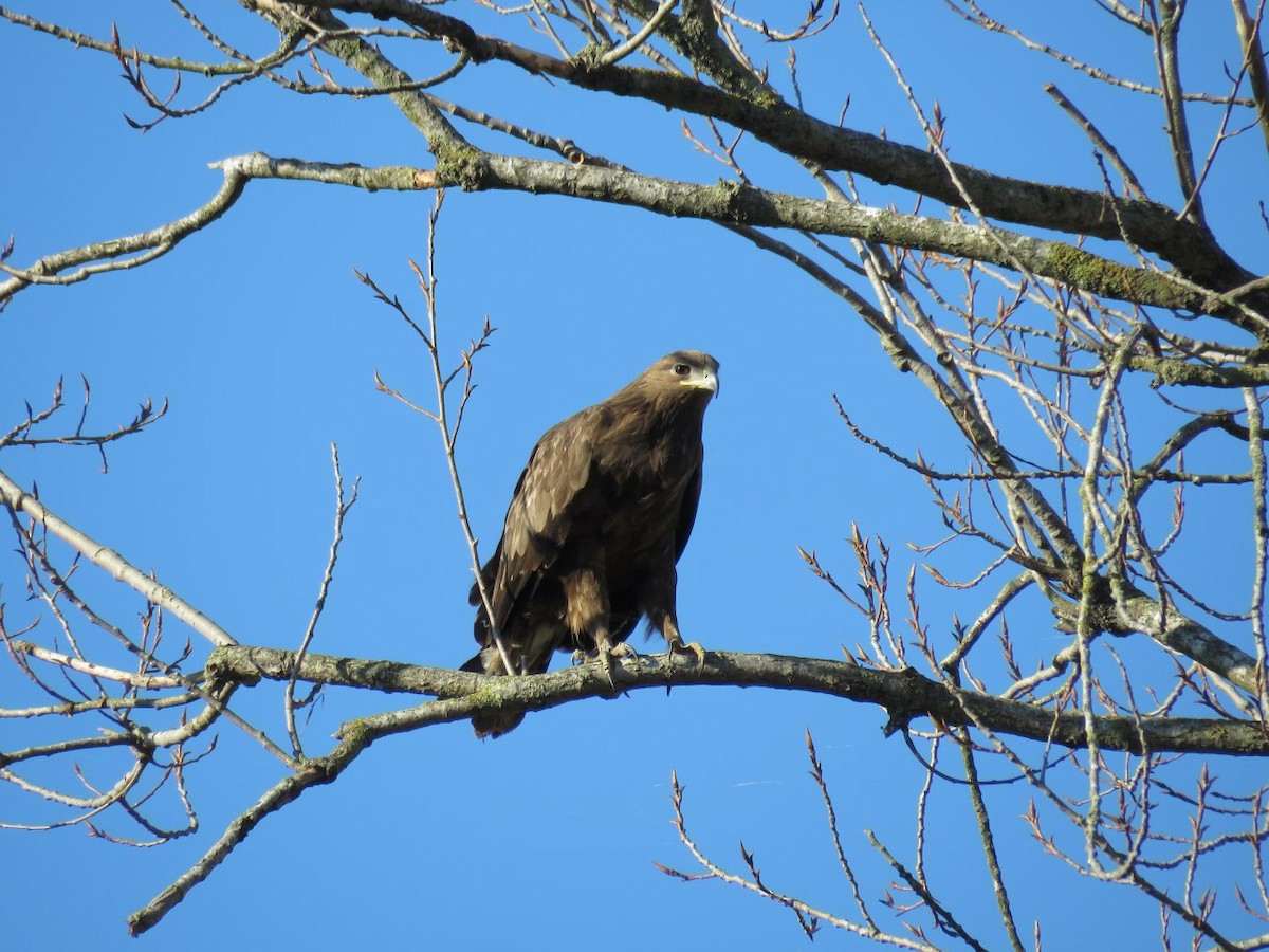 Greater Spotted Eagle - Nasser Kaveh