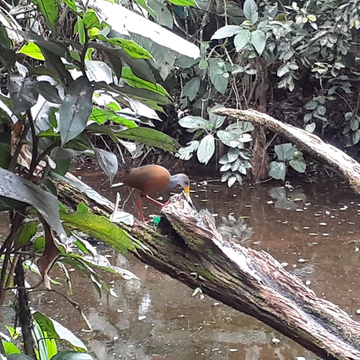 Russet-naped Wood-Rail - ML537542841