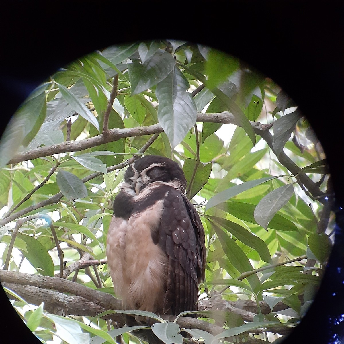 Spectacled Owl - ML537544081