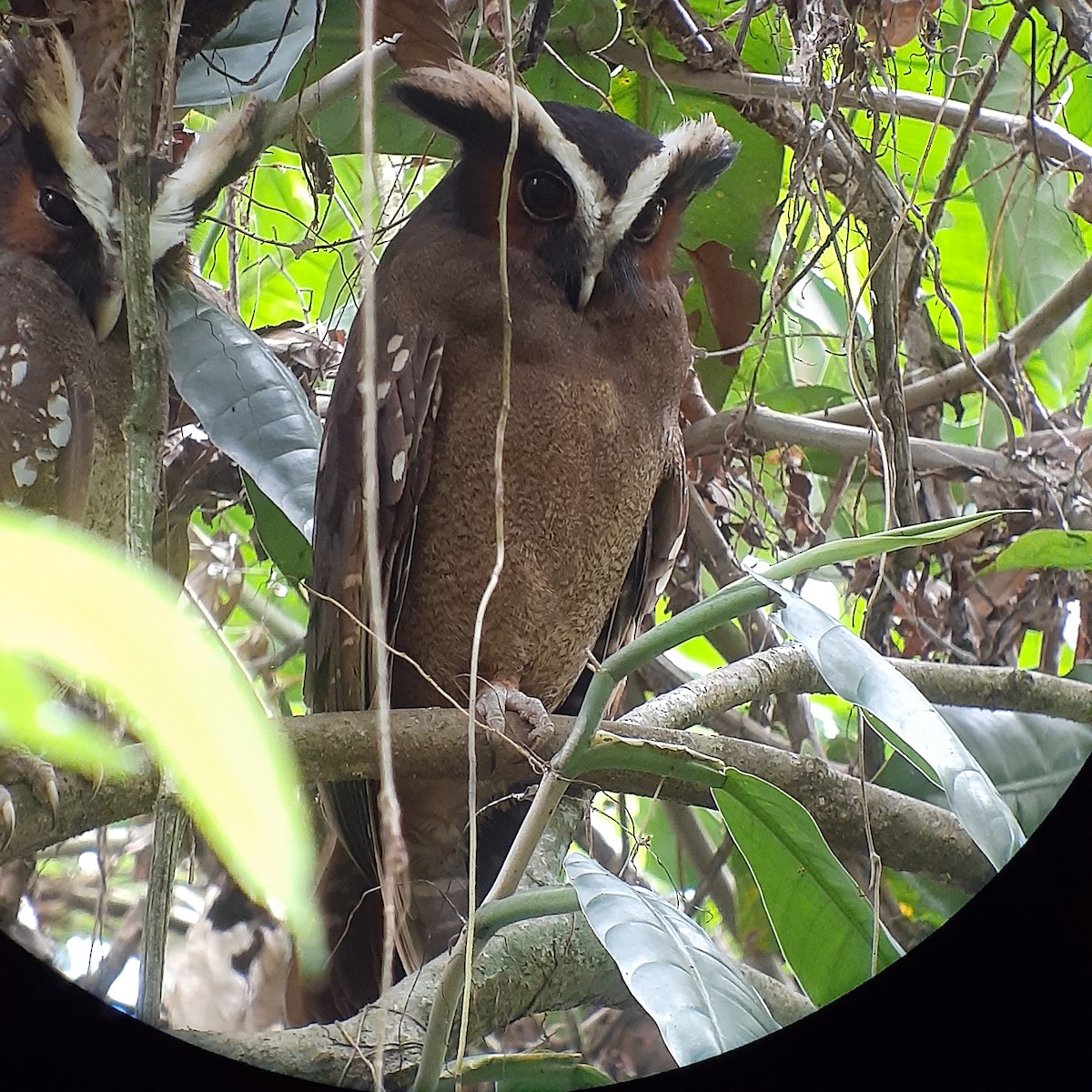 Crested Owl - ML537545011