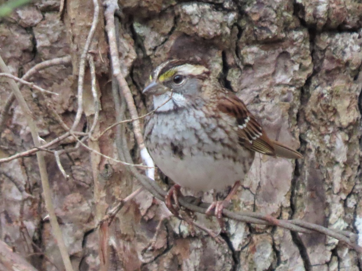 White-throated Sparrow - ML537545081