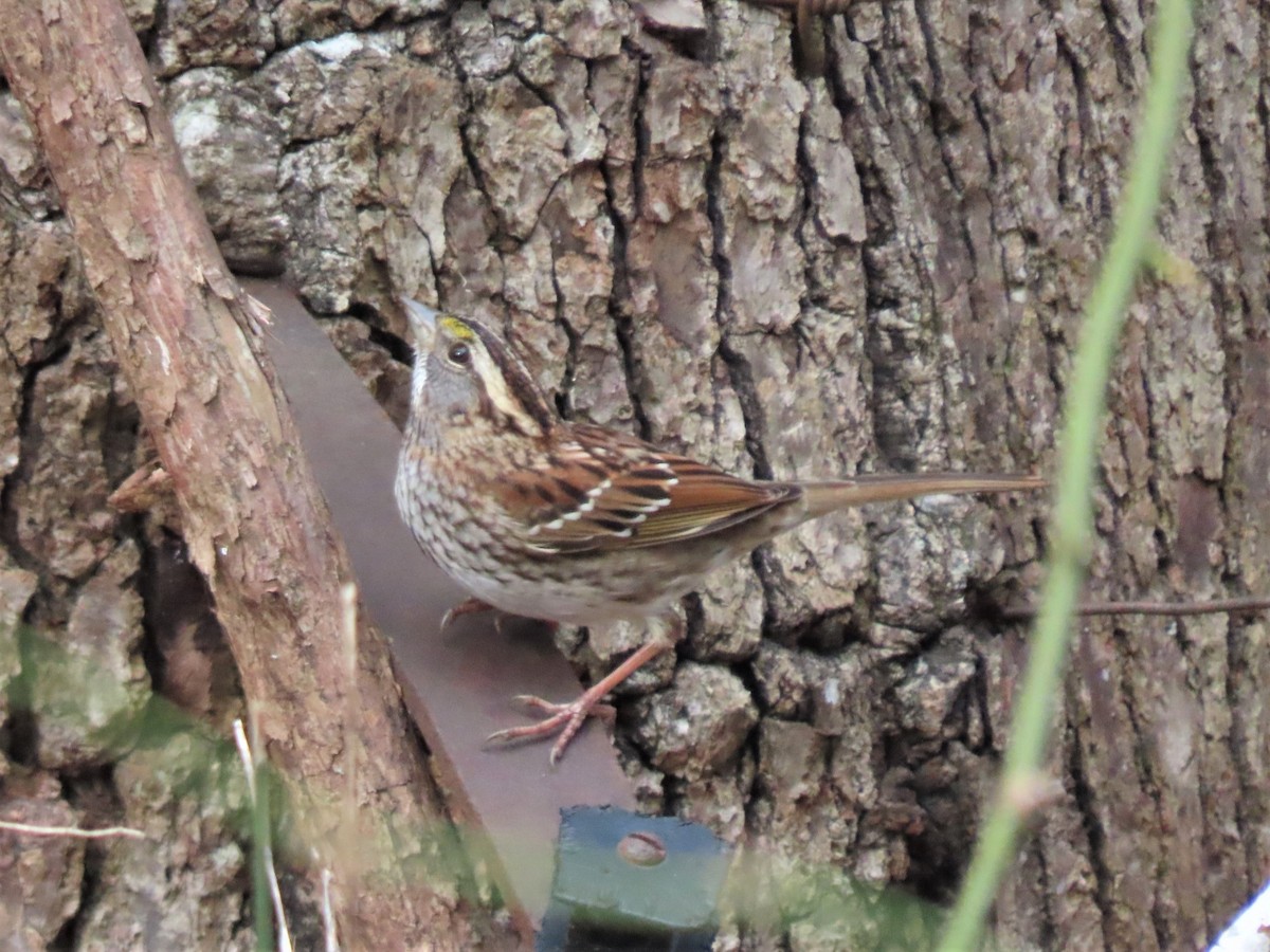 White-throated Sparrow - ML537545091