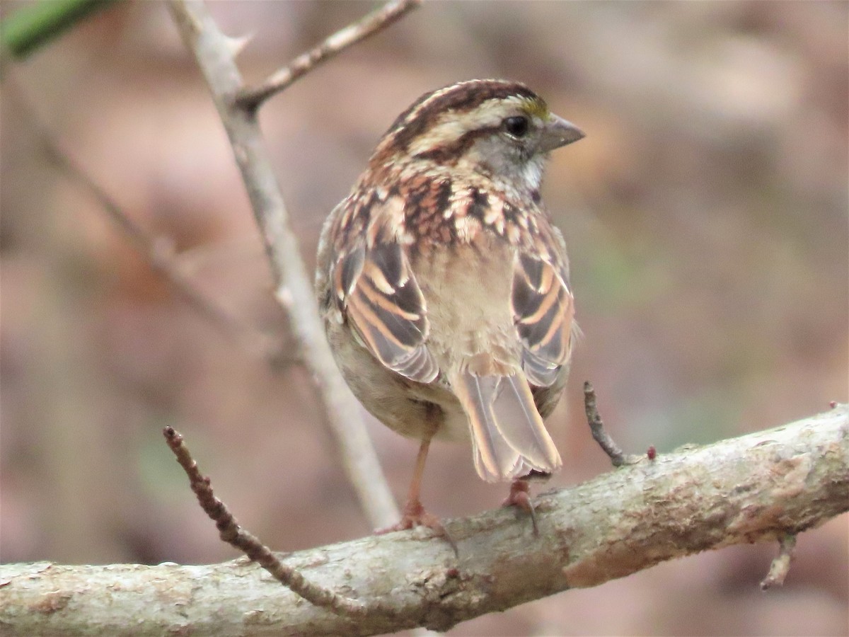 White-throated Sparrow - ML537545101