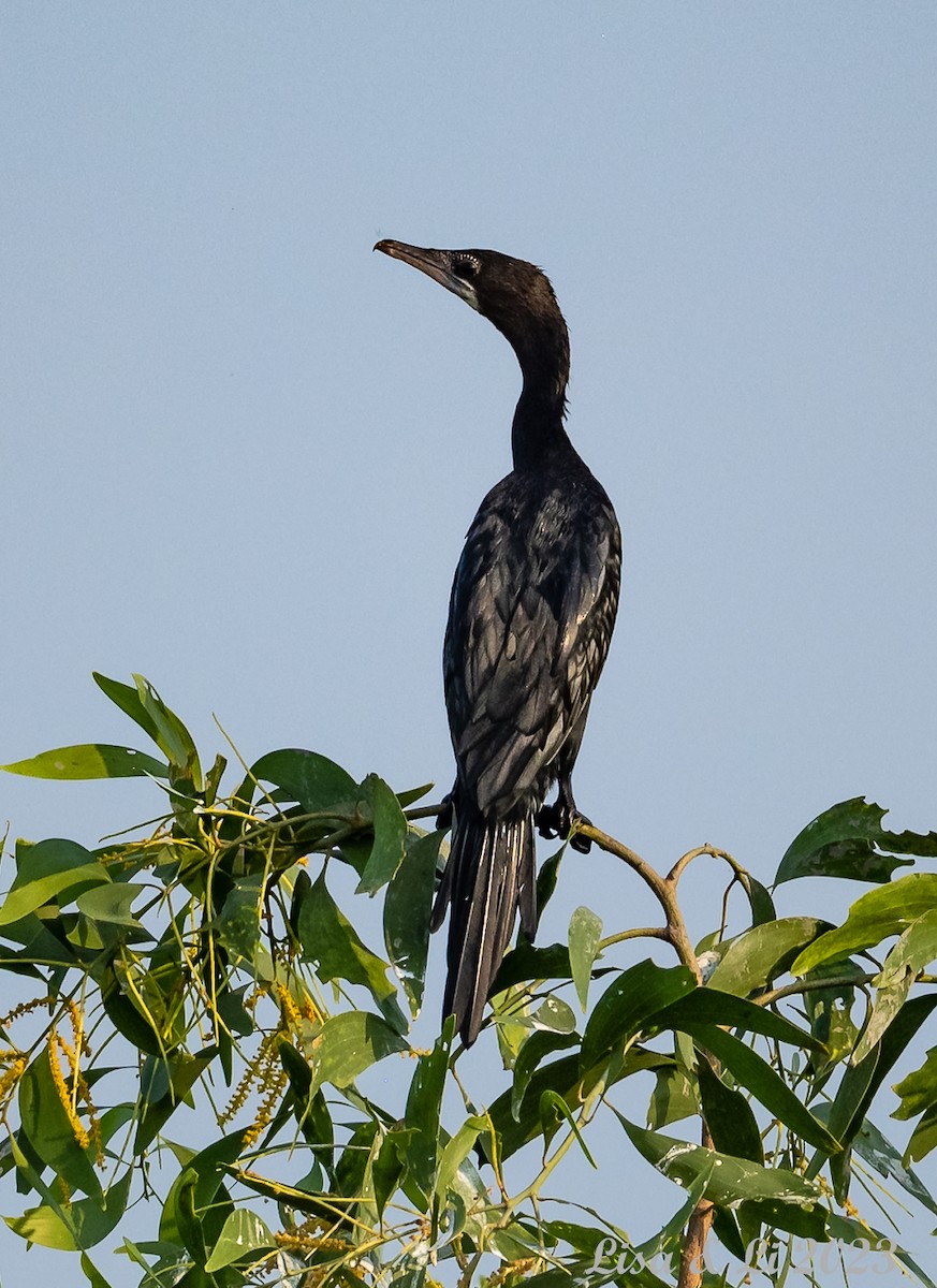 Little Cormorant - ML537545251