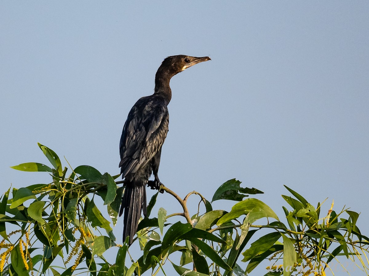 Little Cormorant - ML537545261