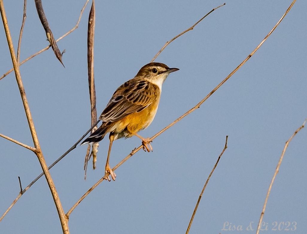 Zitting Cisticola - ML537545431