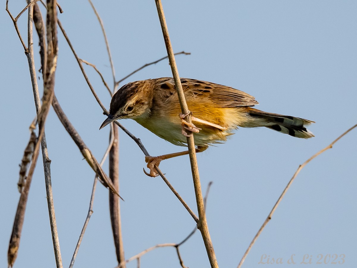 Zitting Cisticola - ML537545441