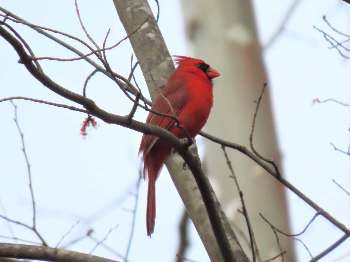 Cardinal rouge - ML537545571