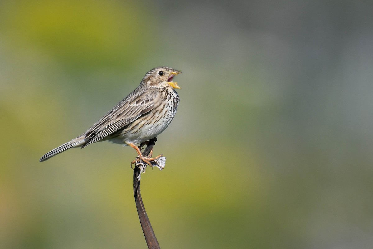 Corn Bunting - ML537546591