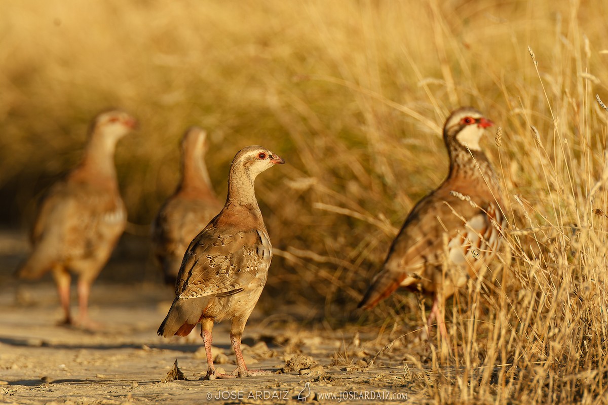 Red-legged Partridge - José Ardaiz Ganuza